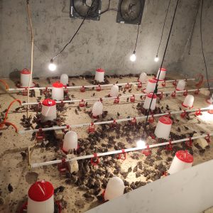 پرورش بلدرچین غفاری